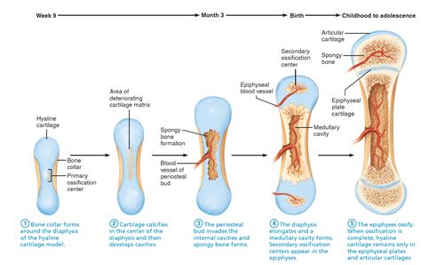 ossification of the ends of long bones